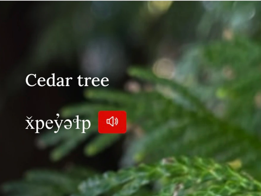 Image from the website showing the Indigenous name for cedar tree.