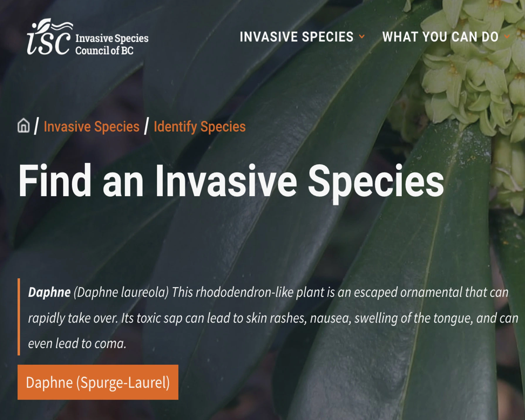 The Invasive Species Council of BC design details showcase the breadcrumb and some typography work.