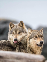 two wolves are sitting